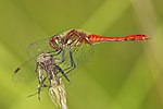 Thumbnail for File:Sympetrum sanguineum LC0316.jpg