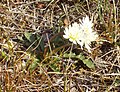 Taraxacum arcticum