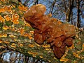 La Trémelle foliacée parasitant le genre Stereum.