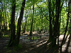 Forêt de Brocéliande à Paimpont.