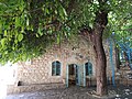 עץ התות העתיק בבית הכנסת העתיק בפקיעין