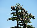 Abies amabilis