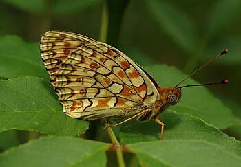 Argynnis niobe podgorje 2012 01.jpg