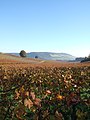 Image 6Autumn at Denbies Vineyard looking across the Mole Gap to Box Hill, the steepest slopes of the North Downs (from Portal:Surrey/Selected pictures)