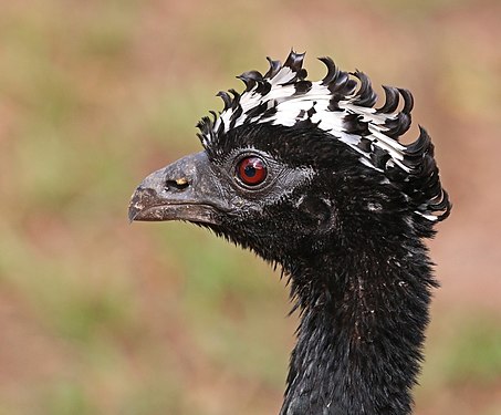 The head of the bare-faced curassow (created and nominated by charlesjsharp)