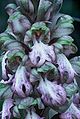 Himantoglossum robertianum, détails de fleurs.