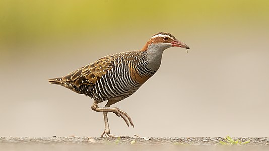 Buff-banded rail, by JJ Harrison