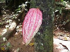 Cacao Pariano..JPG