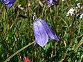 Campanula rotundifolia