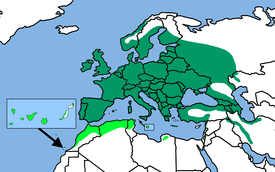 Sinitiaisen levinneisyys tummanvihreällä ja alalajin Cyanistes teneriffae levinneisyys vaaleanvihreällä