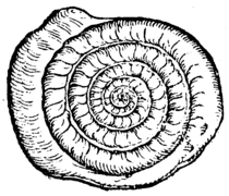 De rerum fossilium-167v-2.png