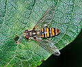 * Nomination Marmelade Hoverfly. --Quartl 04:38, 27 August 2010 (UTC) * Promotion QI & Useful --Archaeodontosaurus 12:06, 27 August 2010 (UTC)