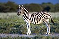 42 Equus quagga burchellii - Etosha, 2014 uploaded by Yathin sk, nominated by Pine