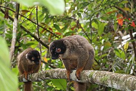 Eulemur fulvus - akomba - varika.jpg