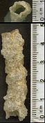 Fulgurite de type I (sable), Okeechobee (Floride).