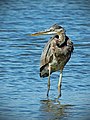 Great Blue Heron Standing in Water