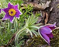 Pulsatilla.