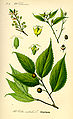 Almez (Celtis australis). Ilustración de Thomé, Flora von Deutschland, Österreich und der Schweiz (1885).