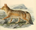Lycalopex culpaeus smithersi (Thomas, 1914)