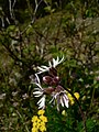 Lithophragma parviflorum