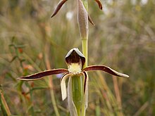 Lyperanthus serratus