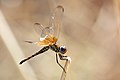 Trithemis monardi’’