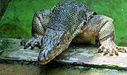 monitor lizard