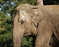 Elephas maximus, Dierenpark Emmen