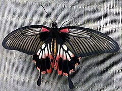 Papilio memnon-alcanor female dorsal.jpg