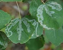 Phyllocnistis labyrinthella front.jpg