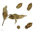  Quercus glauca