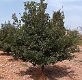 Quercus pubescens Roverella
