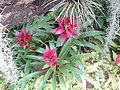 Guzmania wittmackii