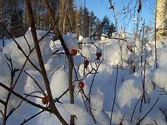 Rose hips