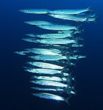 School of Sphyraena qenie at Elphinstone Reef in the Red Sea