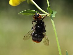 Araña, Sinaema globosun