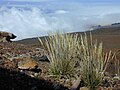 Трищетинник скученный (Trisetum glomeratum)