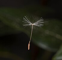 Vruchtpluis van de paardenbloem