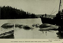 Pět mrtvých keporkaků na mělčině, na pozadí je les a vpravo loď se zřetelnými postavami lidí, kteří stojí a dívají se do kamery