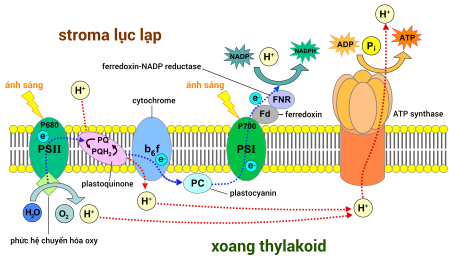 Phản ứng sáng của quá trình quang hợp diễn ra trên màng thylakoid. Quang hệ II (PSII) thường tìm thấy trong trạng thái kẹt giữa những túi thylakoid grana xếp chồng lên nhau, trong khi quang hệ I (PSI) và ATP synthase lại có mặt trên những màng thylakoid tiếp xúc stroma.