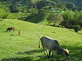 Paisaje rural