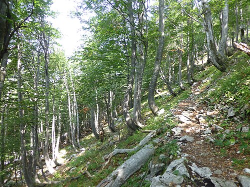 A beech forest in the Vogel mountain.