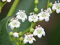 Viburnum globosum