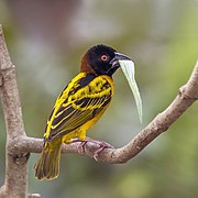 Village weaver (Ploceus cucullatus cucullatus) male with leaf