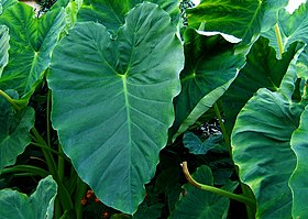 Campo cultivado com taro.