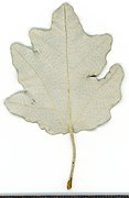 2020 year. Herbarium. Acer. img-006.jpg