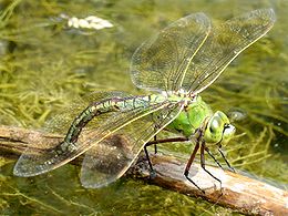 Didysis karališkasis laumžirgis, (Anax imperator), patelė