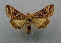 Autographa pulchrina