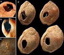Прикраси з мушлей, знайдені в печері Бломбос (ПАР), віком 72-75 тис. років