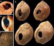 Plusieurs coquillages percés d'un trou